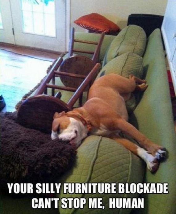 Funny-Dog-Pictures