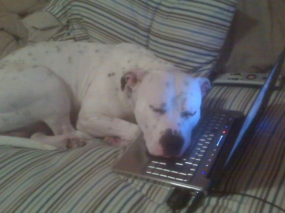 Funny-Dog-Pictures