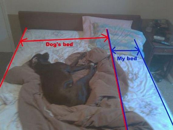 Funny-Dog-Pictures