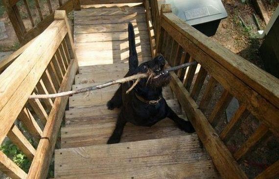 Funny-Dog-Pictures