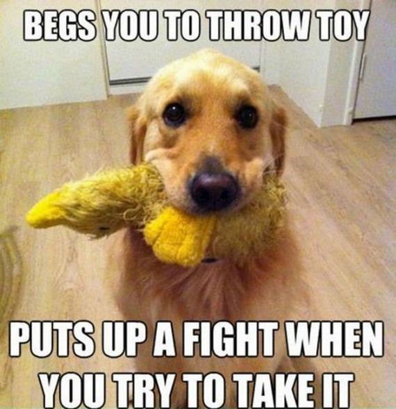 Funny-Dog-Pictures