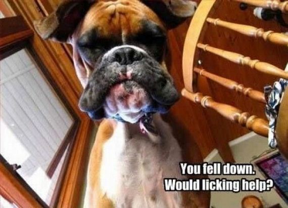 Funny-Dog-Pictures