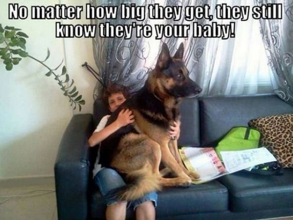 Funny-Dog-Pictures