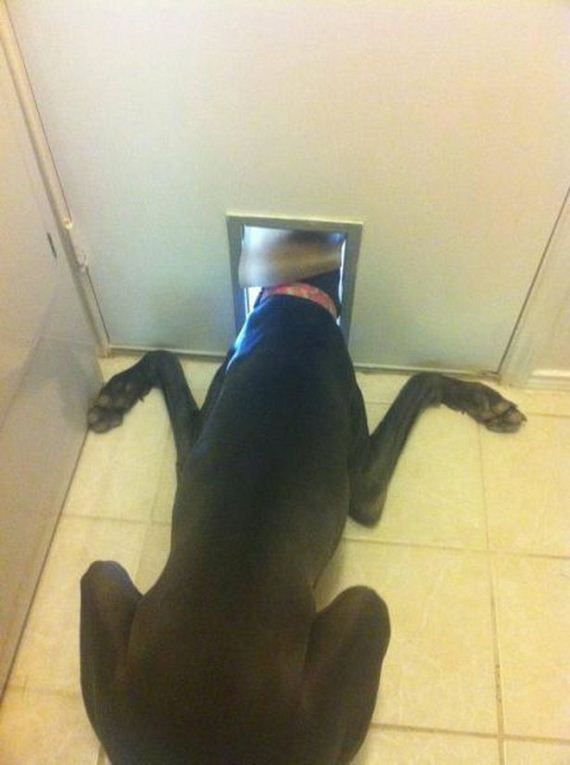 Funny-Dog-Pictures