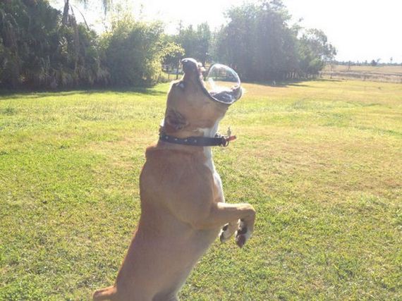 Funny-Dog-Pictures
