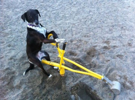 Funny-Dog-Pictures