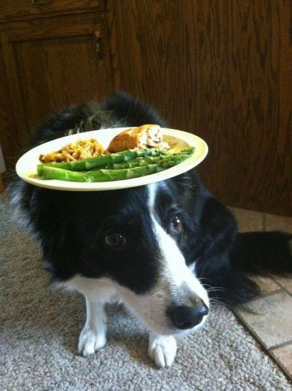 Funny-Dog-Pictures