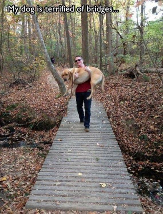Funny-Dog-Pictures