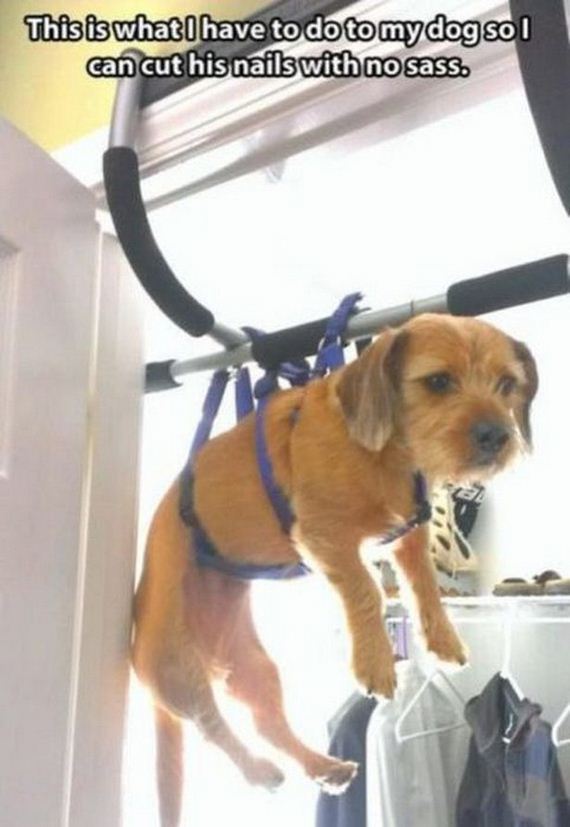 Funny-Dog-Pictures