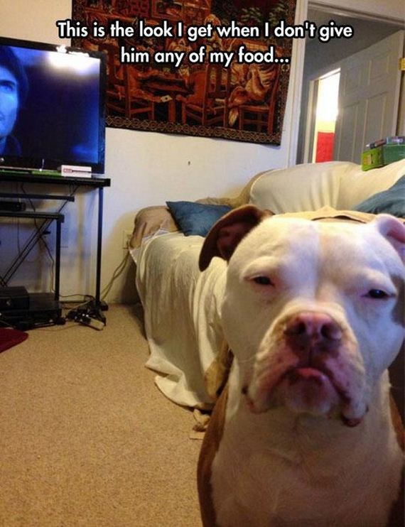 Funny-Dog-Pictures
