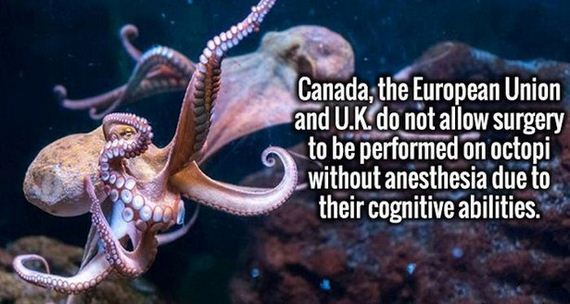 Interesting-Facts