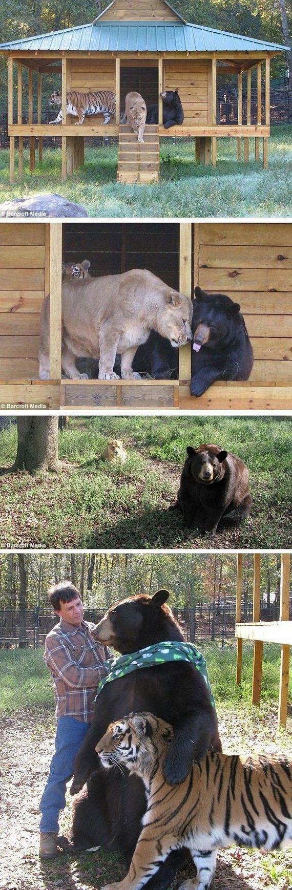 Unbelievable-Animal-Friendships