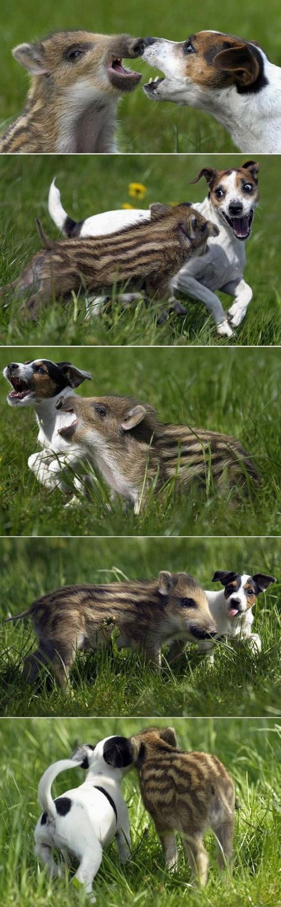 Unbelievable-Animal-Friendships