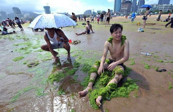 algae_china