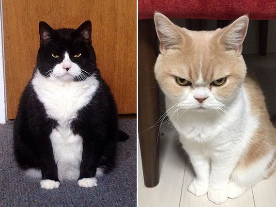 angriest_cats