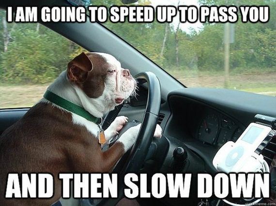 angry-driver-memes-are-all-the-rage