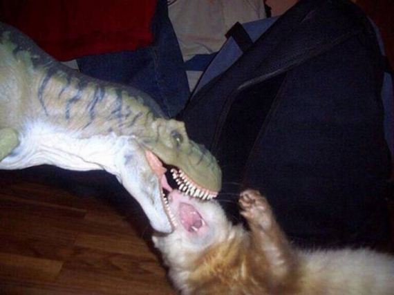 animals-are-the-driving-force-behind-the-internet