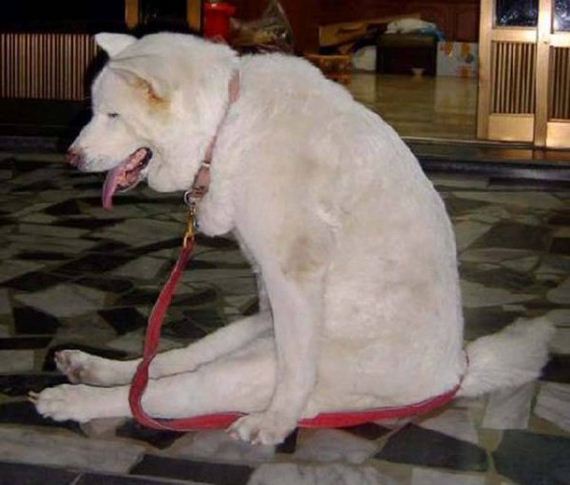 animals-are-the-driving-force-behind-the-internet