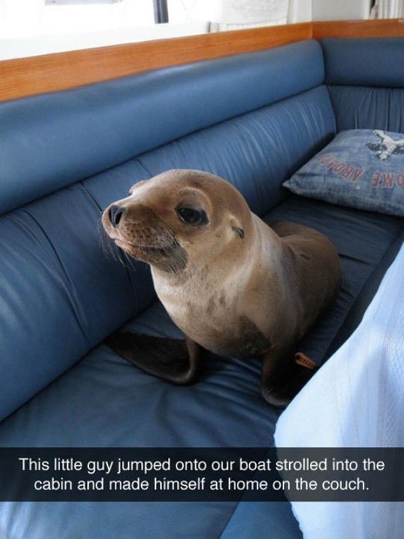 animals-are-the-driving-force-behind-the-internet