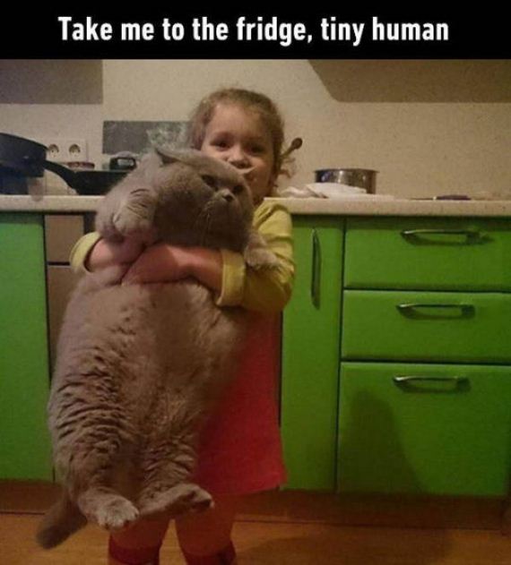 animals-are-the-driving-force-behind-the-internet
