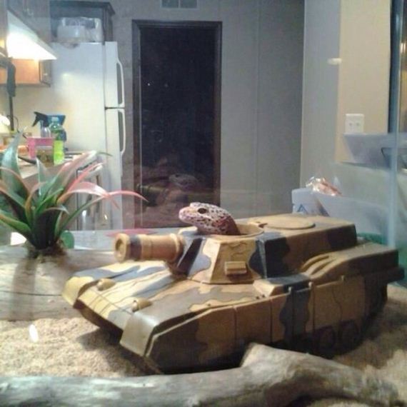 animals-are-the-driving-force-behind-the-internet