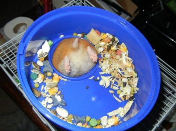 animals-are-the-driving-force-behind-the-internet