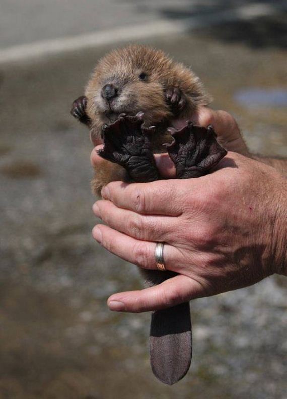 animals-are-the-driving-force-behind-the-internet