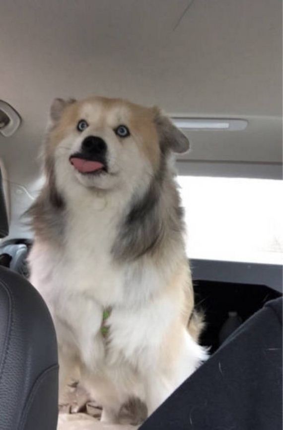 animals-are-the-driving-force-behind-the-internet