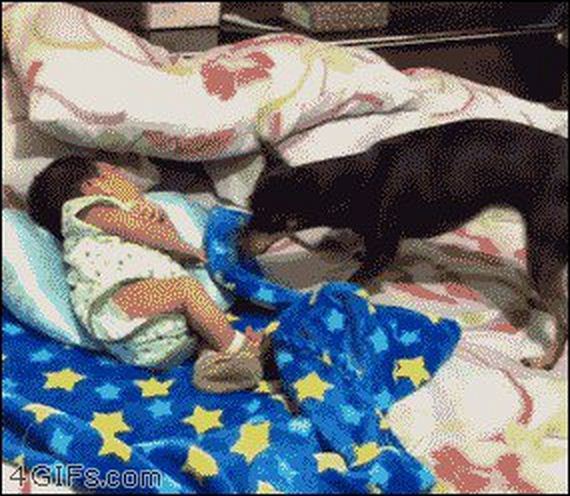 animals-are-the-driving-force-behind-the-internet