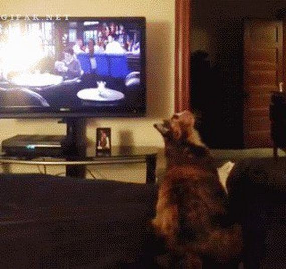 animals-are-the-driving-force-behind-the-internet