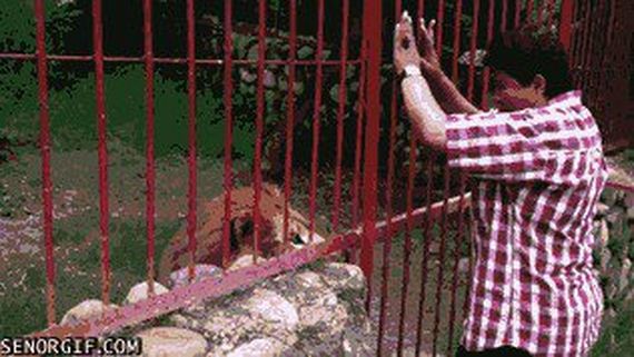 animals-are-the-driving-force-behind-the-internet
