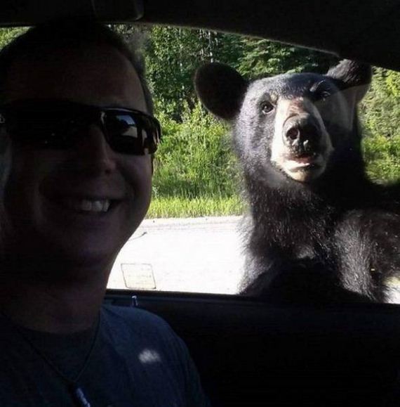 animals-are-the-driving-force-behind-the-internet
