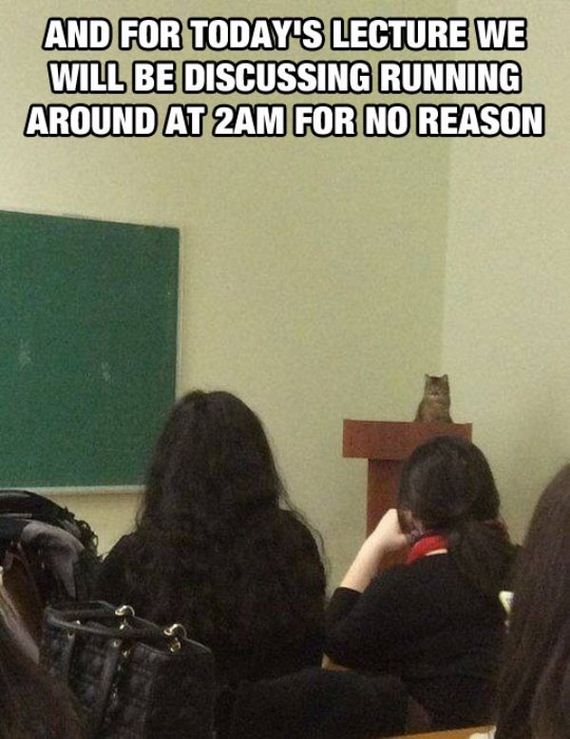 animals-are-the-driving-force-behind-the-internet
