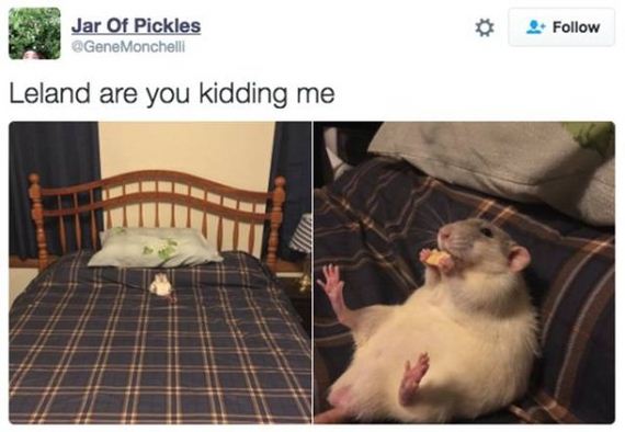 animals-are-the-driving-force-behind-the-internet