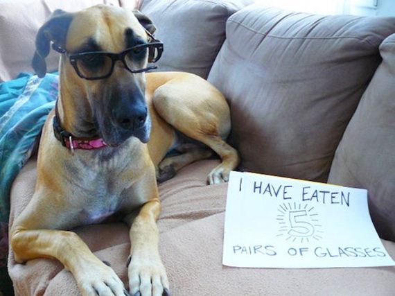 animals-working-their-way