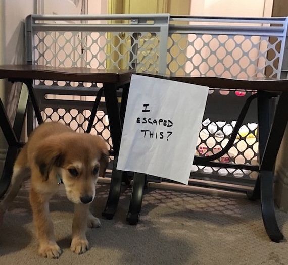 animals-working-their-way