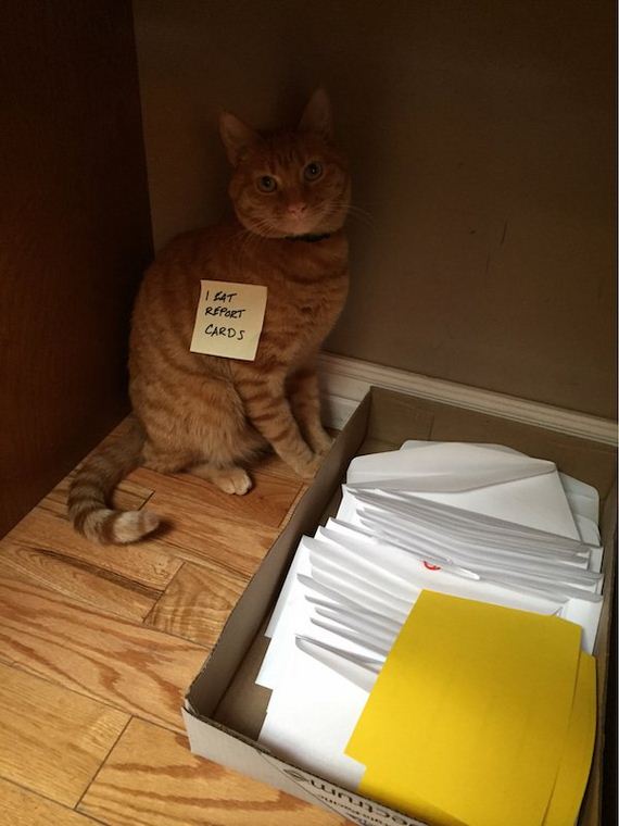 animals-working-their-way