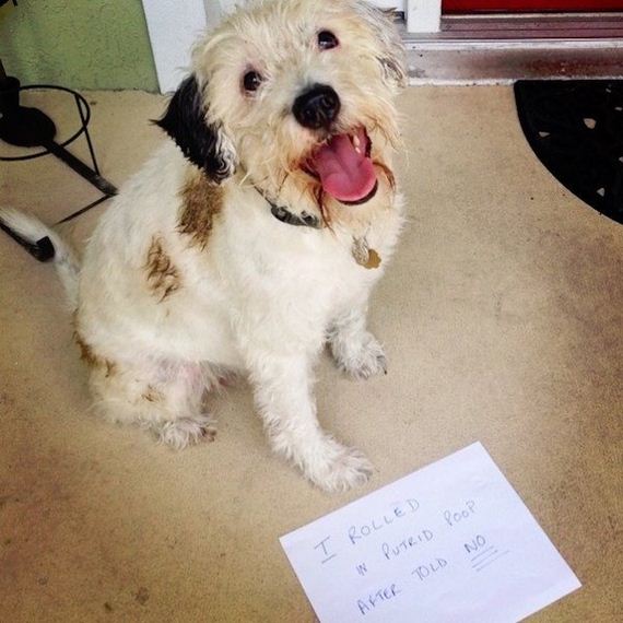 animals-working-their-way