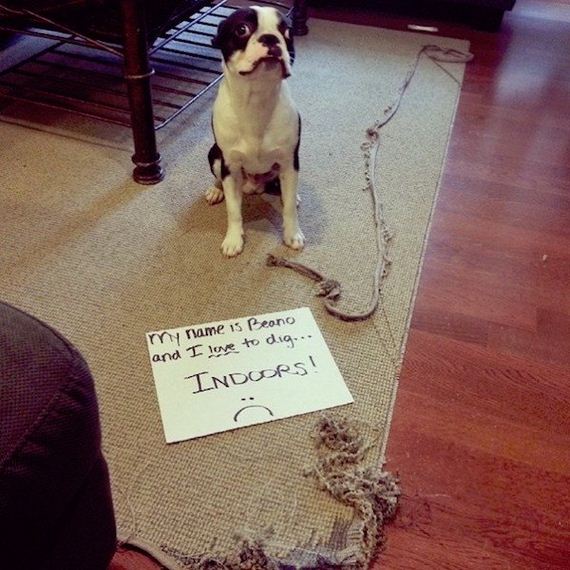 animals-working-their-way