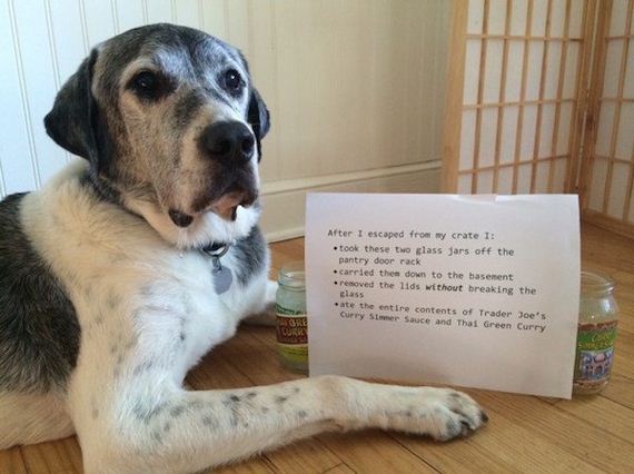 animals-working-their-way