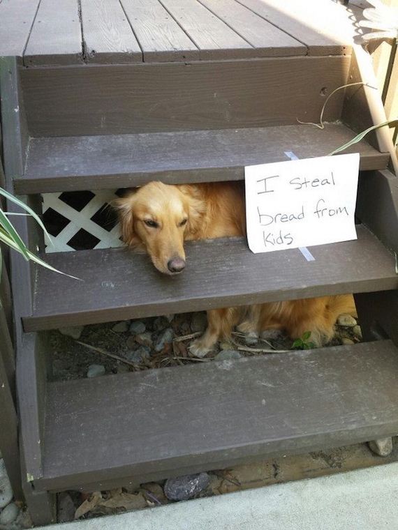 animals-working-their-way