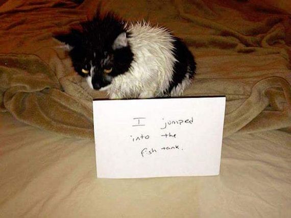 animals-working-their-way