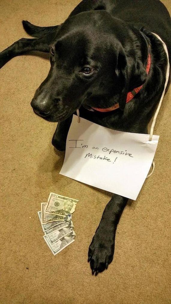 animals-working-their-way
