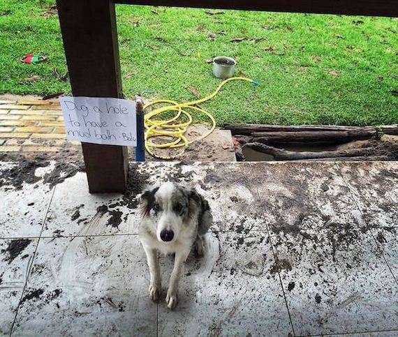 animals-working-their-way