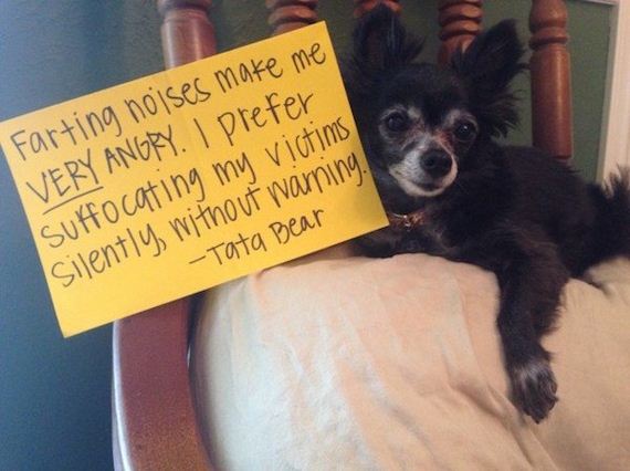 animals-working-their-way