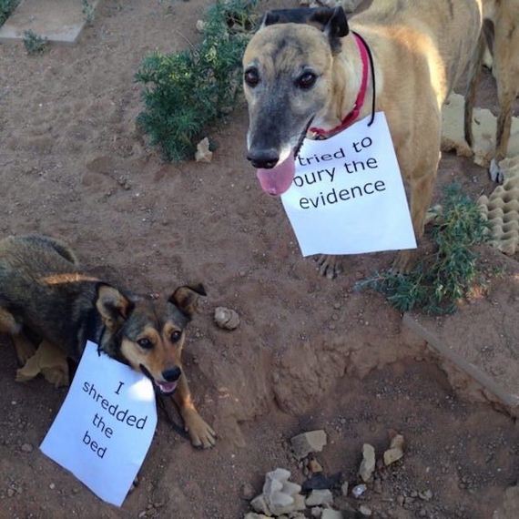 animals-working-their-way