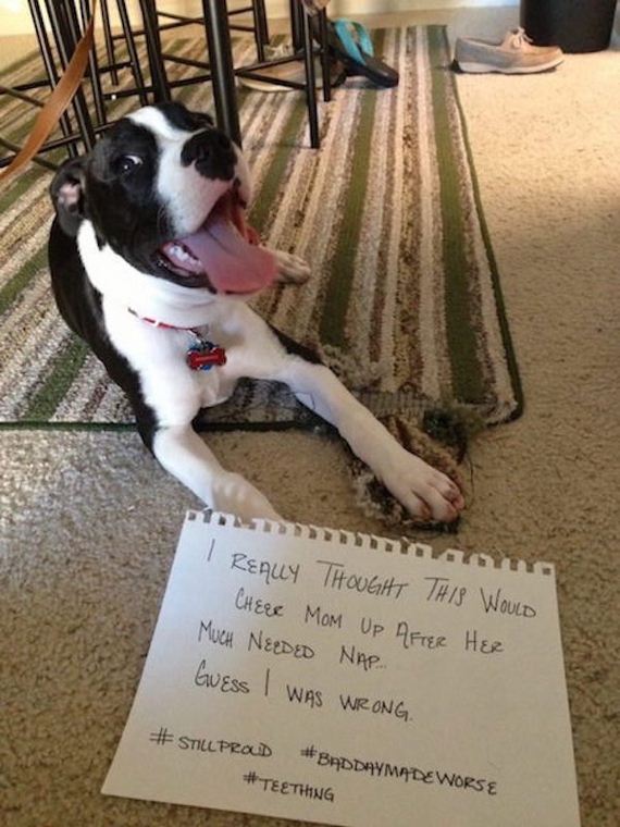 animals-working-their-way