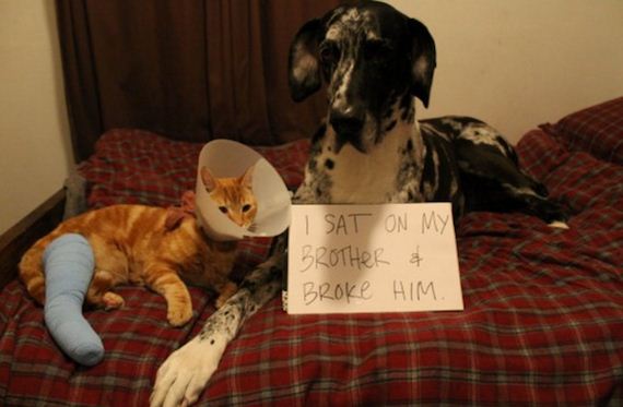 animals-working-their-way