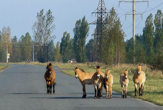 animals_in_chernobyl
