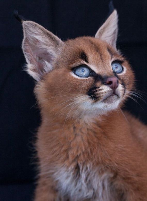baby_caracal_kittens